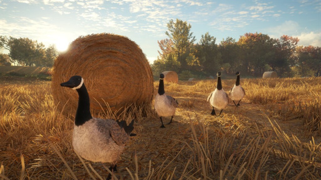 In thehunter Call of the Wild Geld verdienen durch Gänsejagd; 4 Gänse laufen über ein Feld