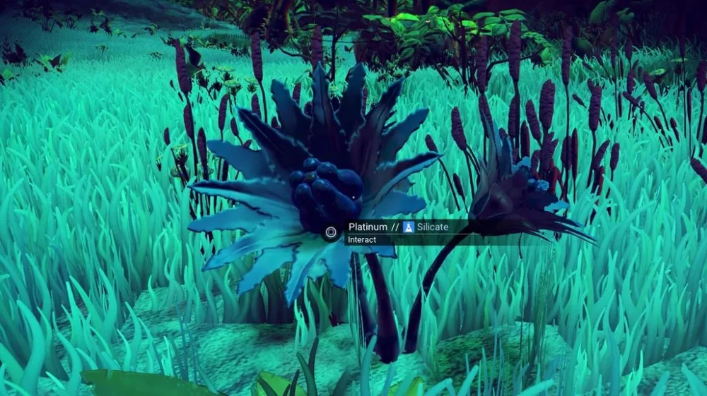 No Man's Sky Platin: Zwei große, bläuliche Pflanzen mit blattartigen Strukturen und runden, dunklen Beeren in einer grünen Umgebung. Sichtbarer Text: 'Platinum // Silicate' und 'Interact'.