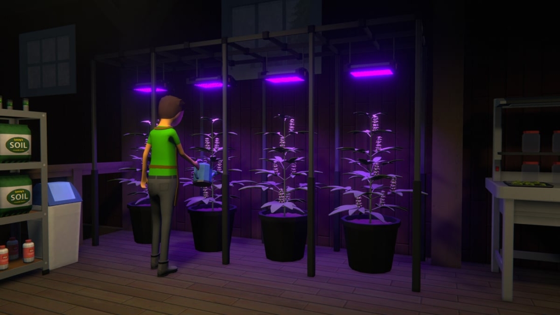 Person in green shirt watering three potted plants under purple grow lights in an indoor garden setting